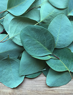 Eucalyptus arrangement
